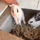 سلام عليكم يوجد ارانب العدد 2 ذكر و انثى على السوم