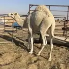 قعود شحم فل