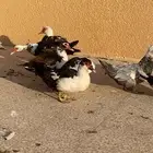 للبيع بط مصري