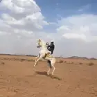 حصان شعبي