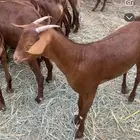 10 جفار فواخر توها قرايب دهم جذعات و2 فحول ربعان شرط