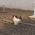 ديوكه للبيع