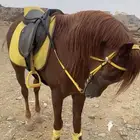 حصان