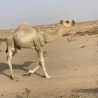 حاشي قعود
