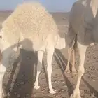 حشو طيبه على الحليب موقعه ضواحي خيبر راعيها يوصل المدينه