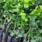 شتلات عنب عمر سنه اللبيع مع التوصيل