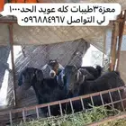 معزة 3 عويد الموقع وادي الفرع