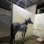 مهر شيخ واهو