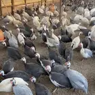 للبيع دجاج حبشي بياض