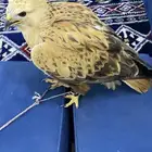 الطير للبيع