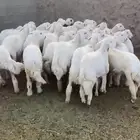 رخال العدل36مراح  واحد صنف الصنف منوت القاني العمر من5وفوق