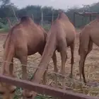 3بكار للبيع