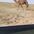 البيع صفرا كفوو