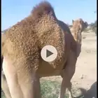 للبيع قعود طيب