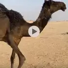 قعود للبيع