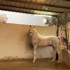 حصان شعبي