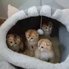 قطط كيتنز سكوتش فولد قولد دفع Tabby