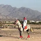 حصان شعبي (اقبل بدل ب غنم او قعود )