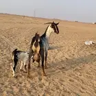 جفره مرخاء تحتها تيس