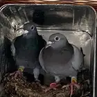 زاجل سباق مسافات طويله