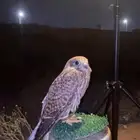 باشق شبوط طرح امس للبيع وحش لاكن بادي يتوالف ويرقى على اليد