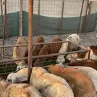 سواكني عدد 30 راس للأفراح والمناسبات