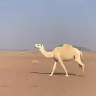 ناقه خفوت