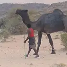 بعير مجهم