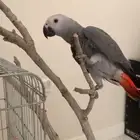 للبيع ذكر ببغاء كاسكو افريقي