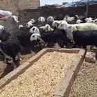 نجد مراح طيبه