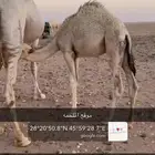 حوار لباني بكره الصبح بالملحمة