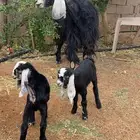 عنز حدرها اثنين