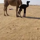 خلفه تحتها قعود مجهم