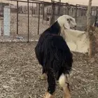 خروف. نجدي مشروط