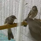 حسون طائفي