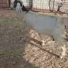 عنز للبيع