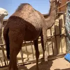 قعود للبيع