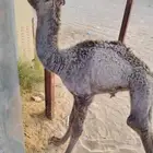 حوار بكره للبيع