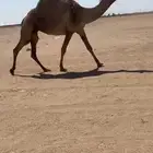 البيع الناقه الصفر الكفو