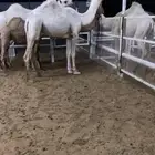 قعود كفو