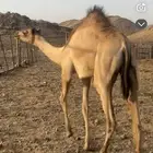 بكره جهل للبيع