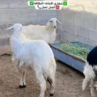 رخال بلديات كفو