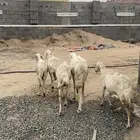 نعاج عدد خمس