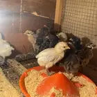 صوص فيومي المنيو وشبابي