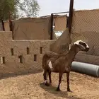 ساكليه دافع وسديس
