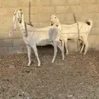 معزاء بيض جروم فاخره
