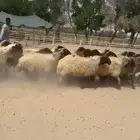 غنم نعيم صنف وطيبه واشباب للبيع