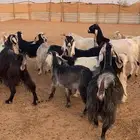 معزا مشاريك وعوارض عدد 16