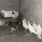 حمام للبيع فرنسي في زاجل