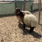 طليان العدد 2 للبيع
